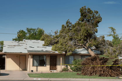 Tree-On-House